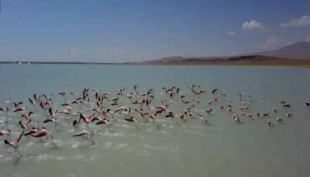 Arin Gölü'nde flamingo şöleni - Resim: 13